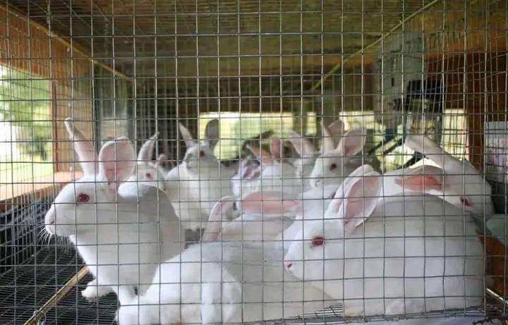 Rabbit farming 2