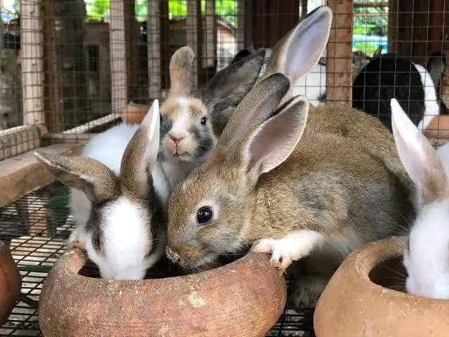 Rabbit farming